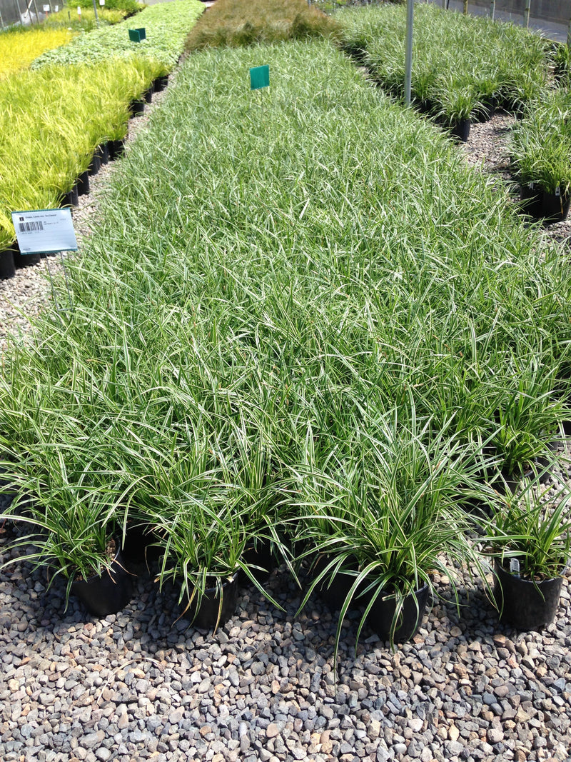 Grass, Carex mo. 'Ice Dance'