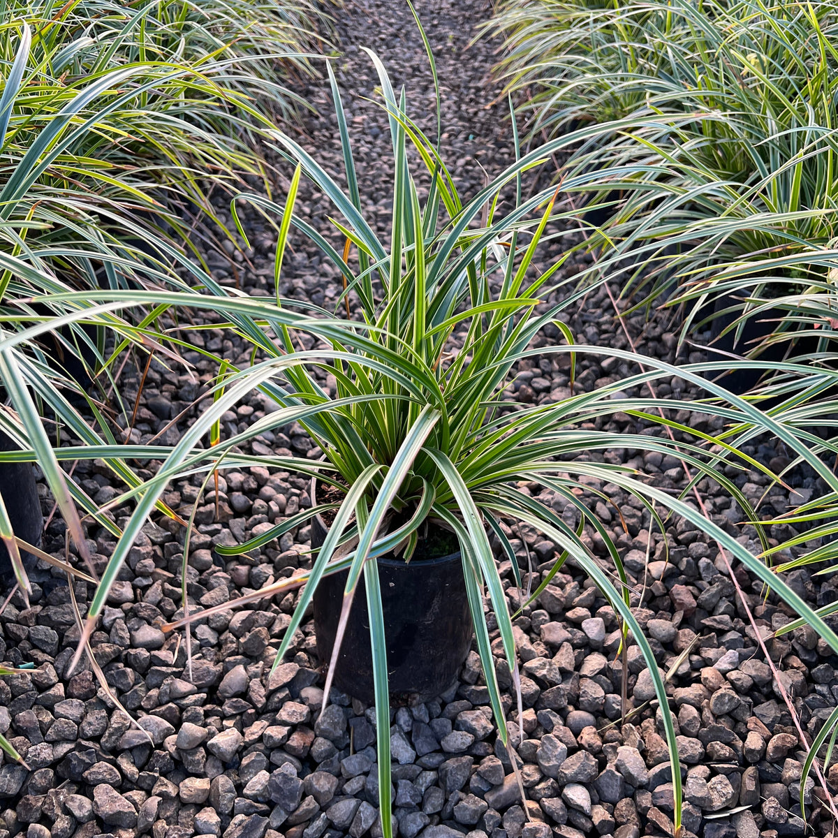 Grass, Carex mo. 'Ice Dance'