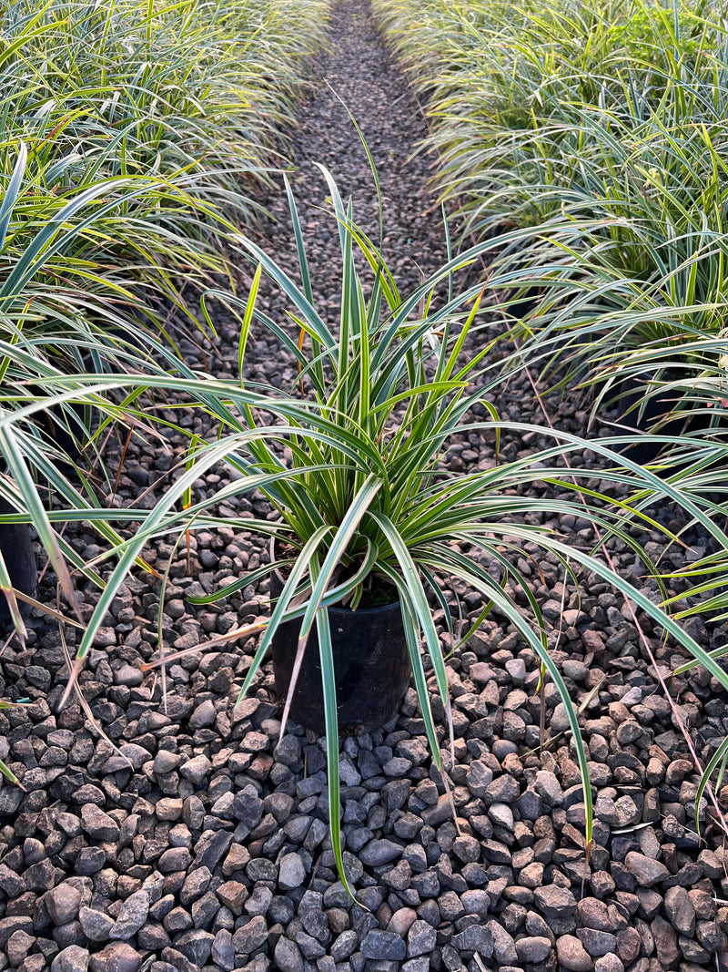 Grass, Carex mo. 'Ice Dance'