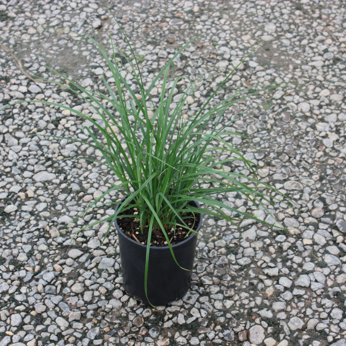Grass, Carex obnupta