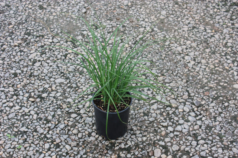 Grass, Carex obnupta