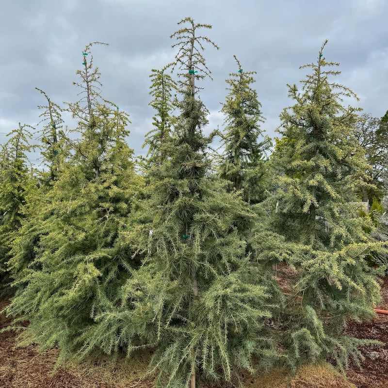 Cedrus d. 'Aurea Wells'