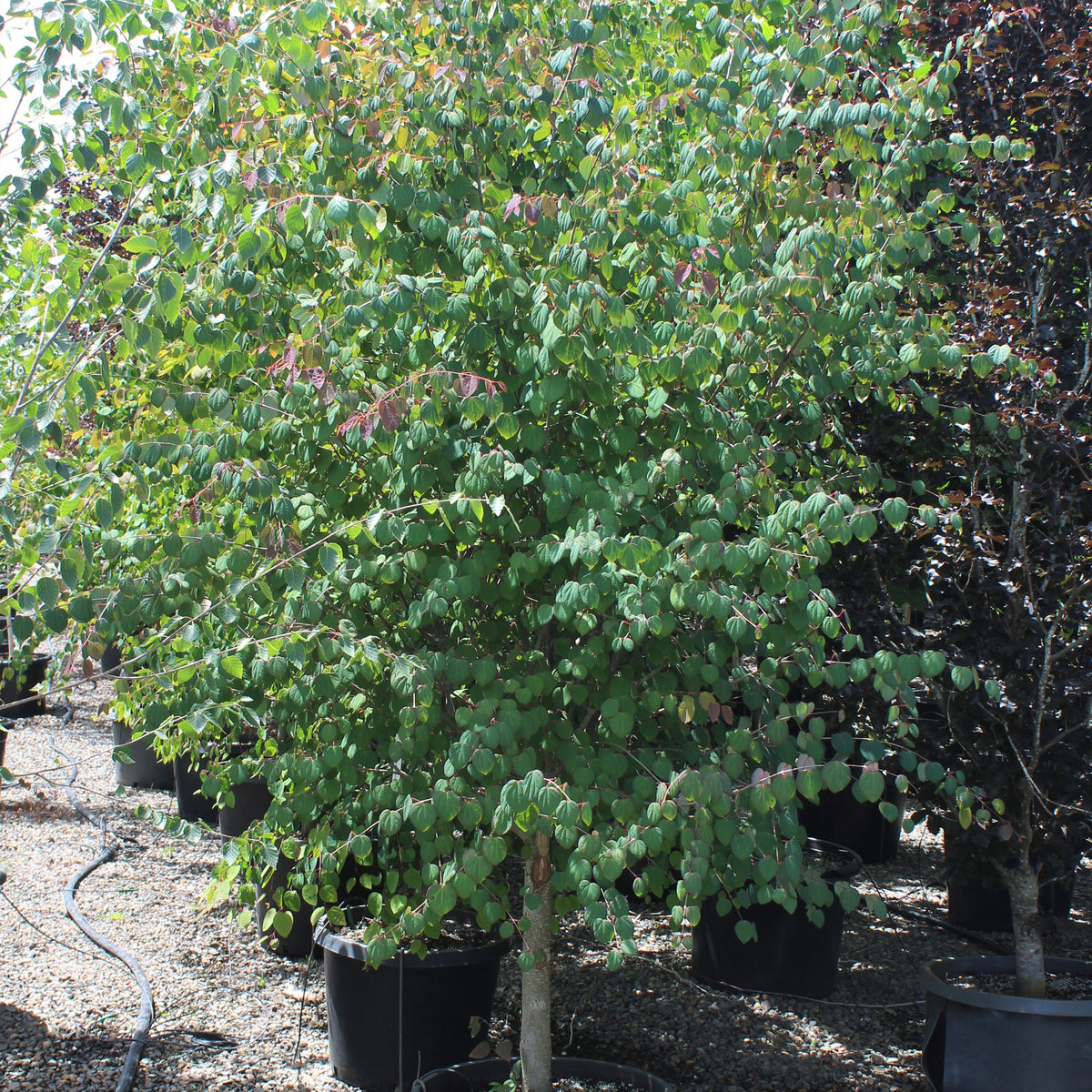 Cercidiphyllum japonicum