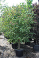 Cercidiphyllum japonicum