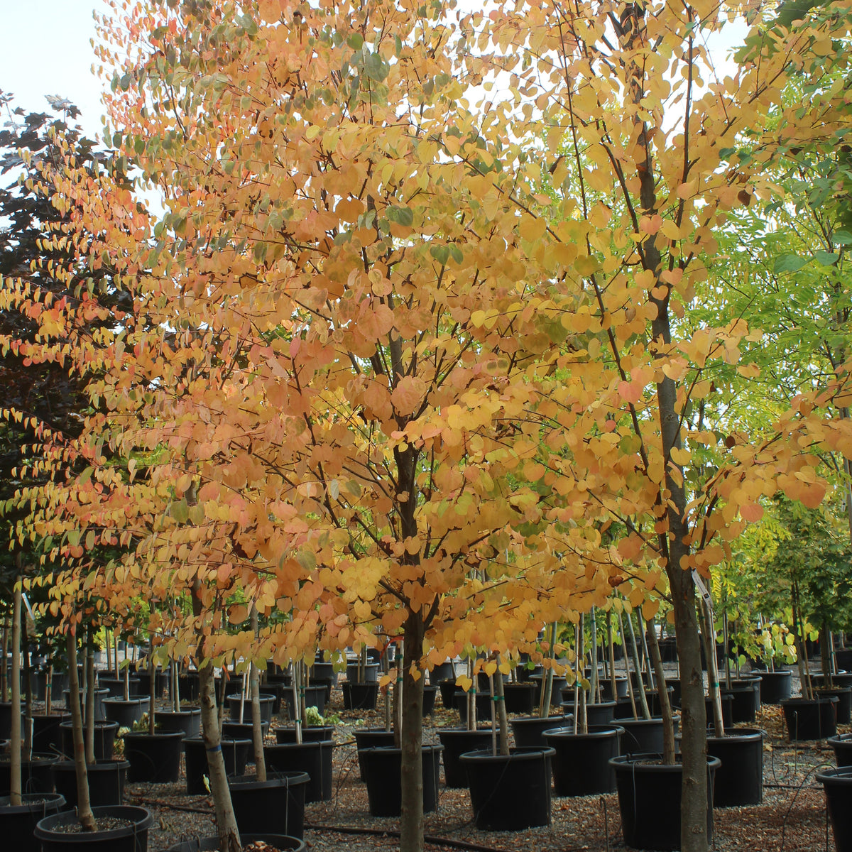 Cercidiphyllum japonicum