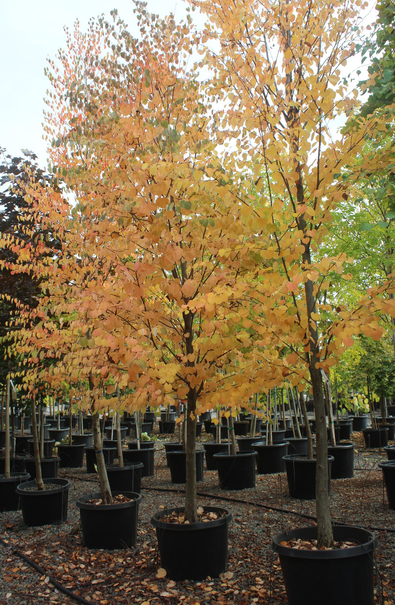 Cercidiphyllum japonicum