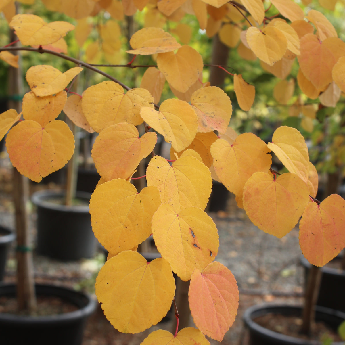 Cercidiphyllum japonicum