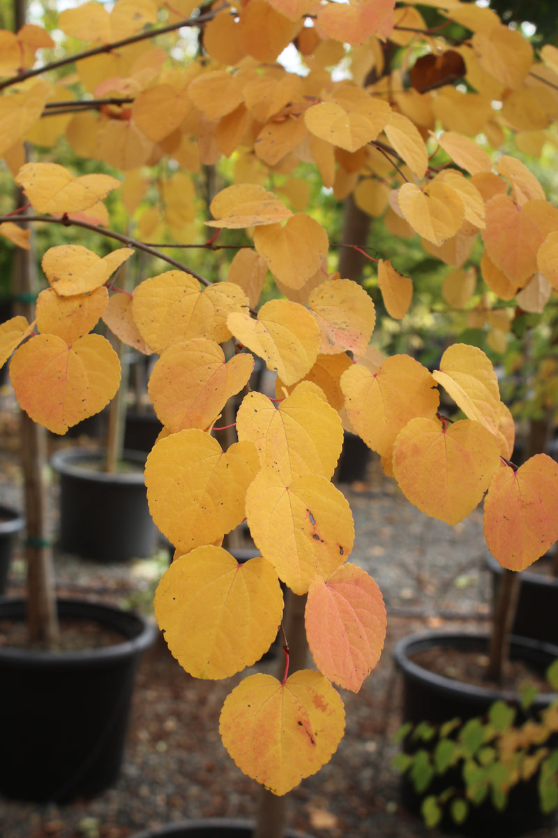 Cercidiphyllum japonicum