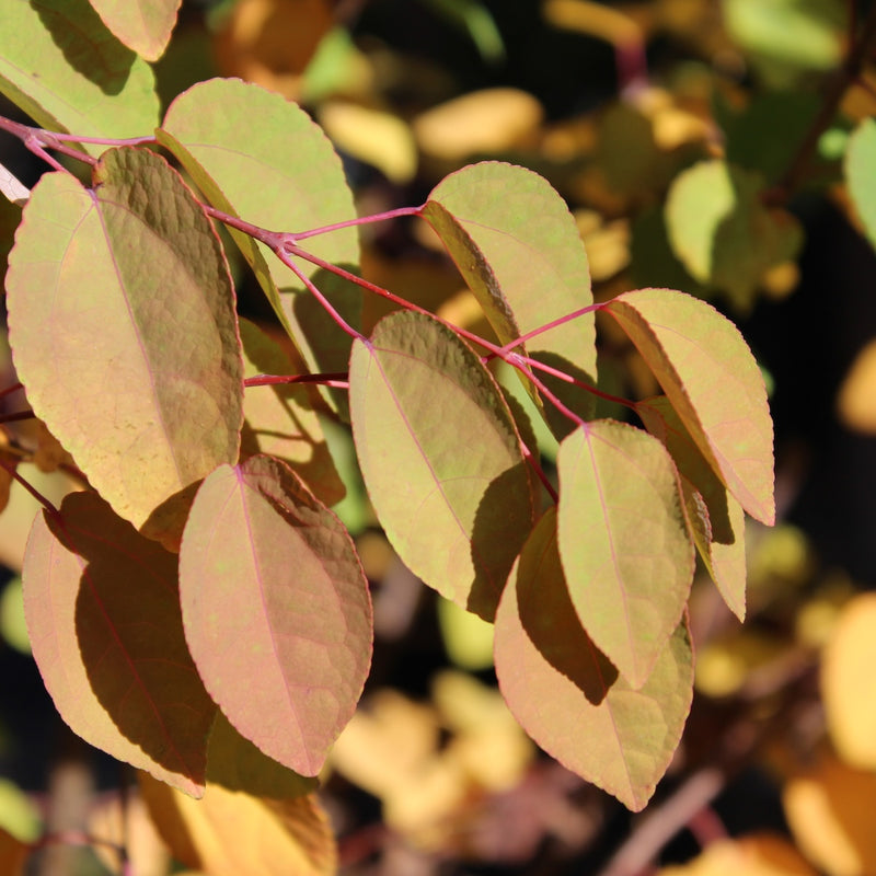 Cercidiphyllum japonicum