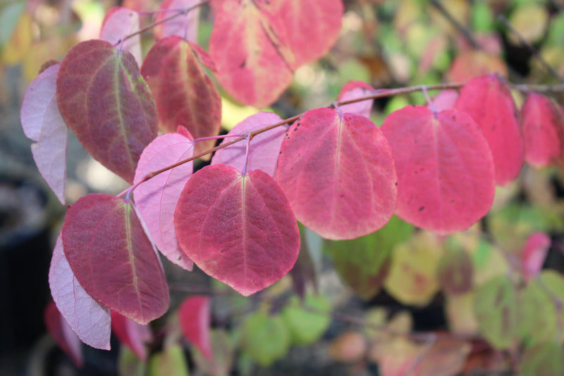 Cercidiphyllum japonicum
