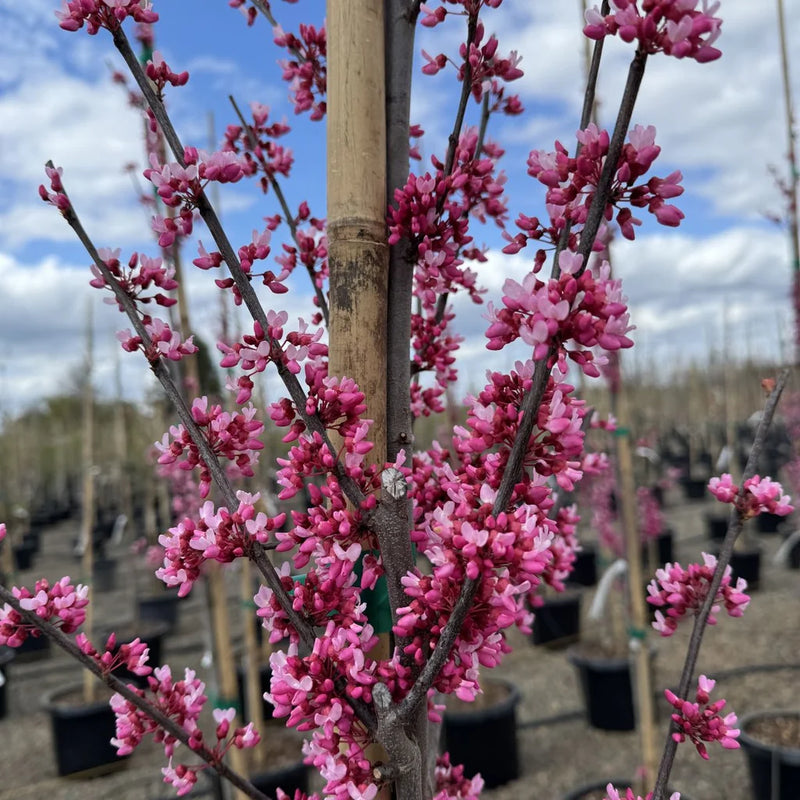 Cercis can. 'Tennessee Pink'