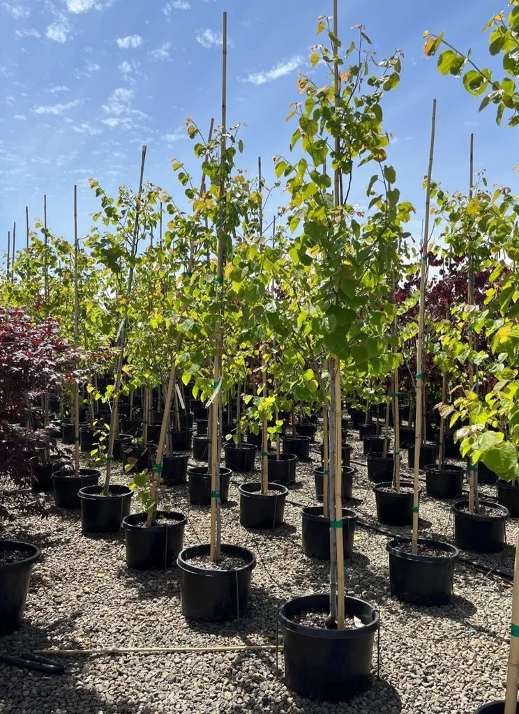 Cercis can. 'Tennessee Pink'