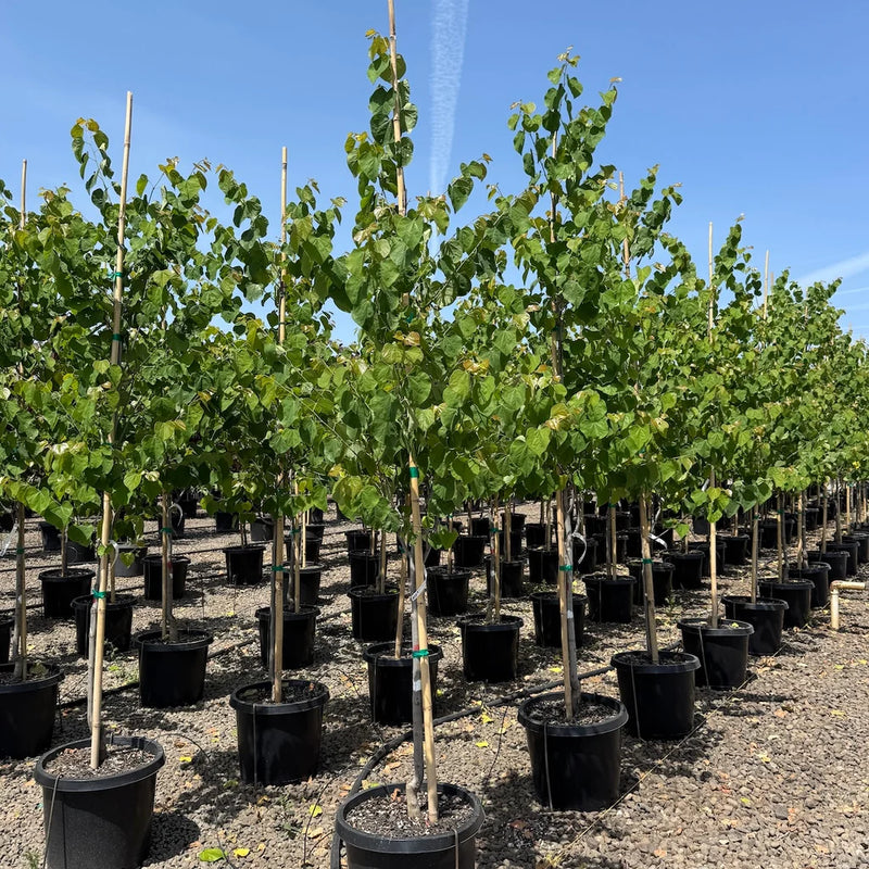 Cercis can. 'Tennessee Pink'