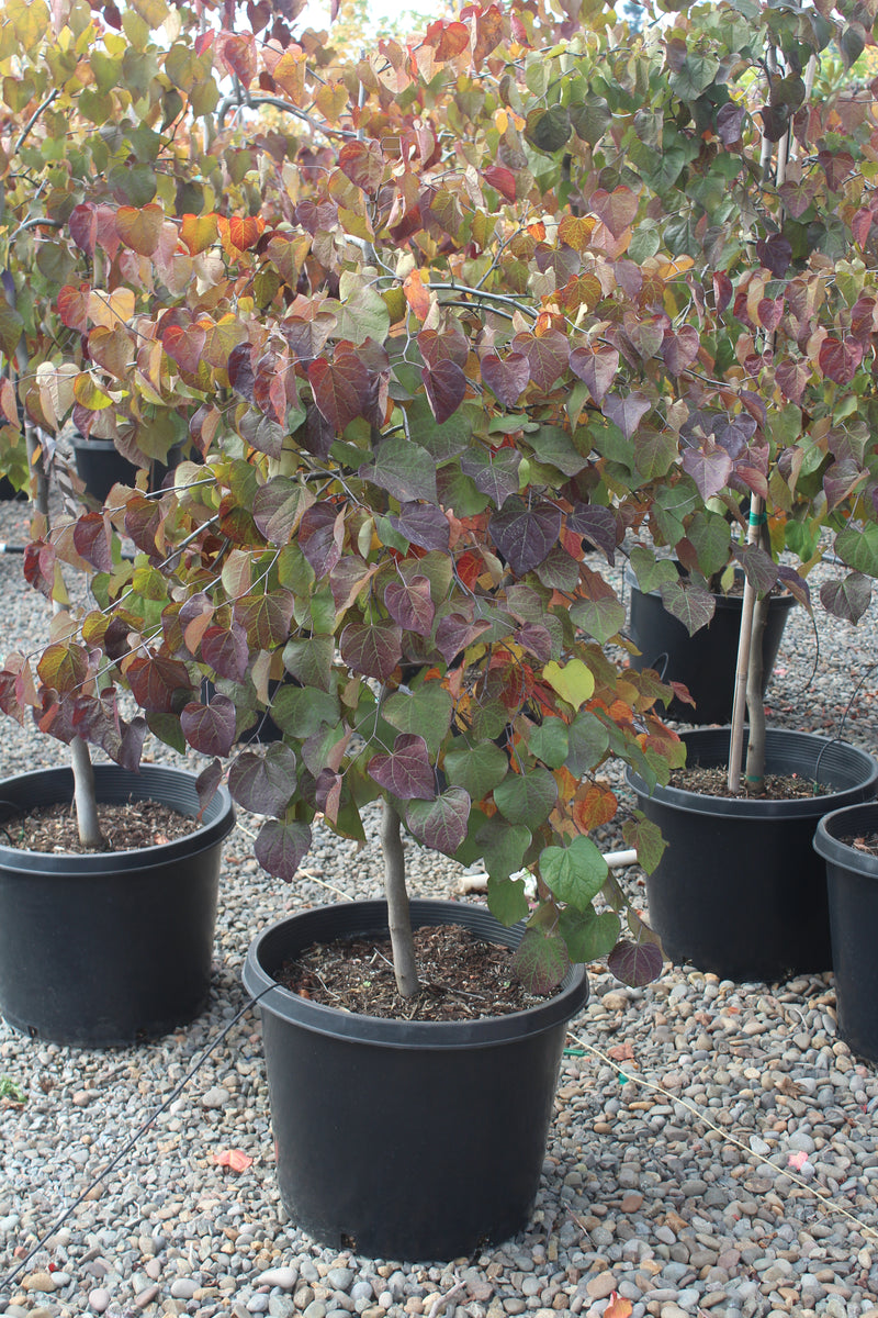 Cercis can. 'Ruby Falls' PP22097