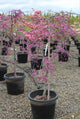 Cercis can. 'Ruby Falls' PP22097