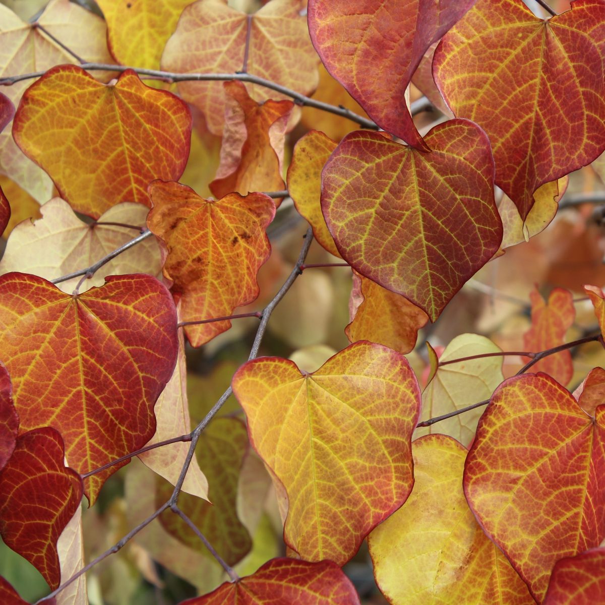 Cercis can. 'Ruby Falls' PP22097