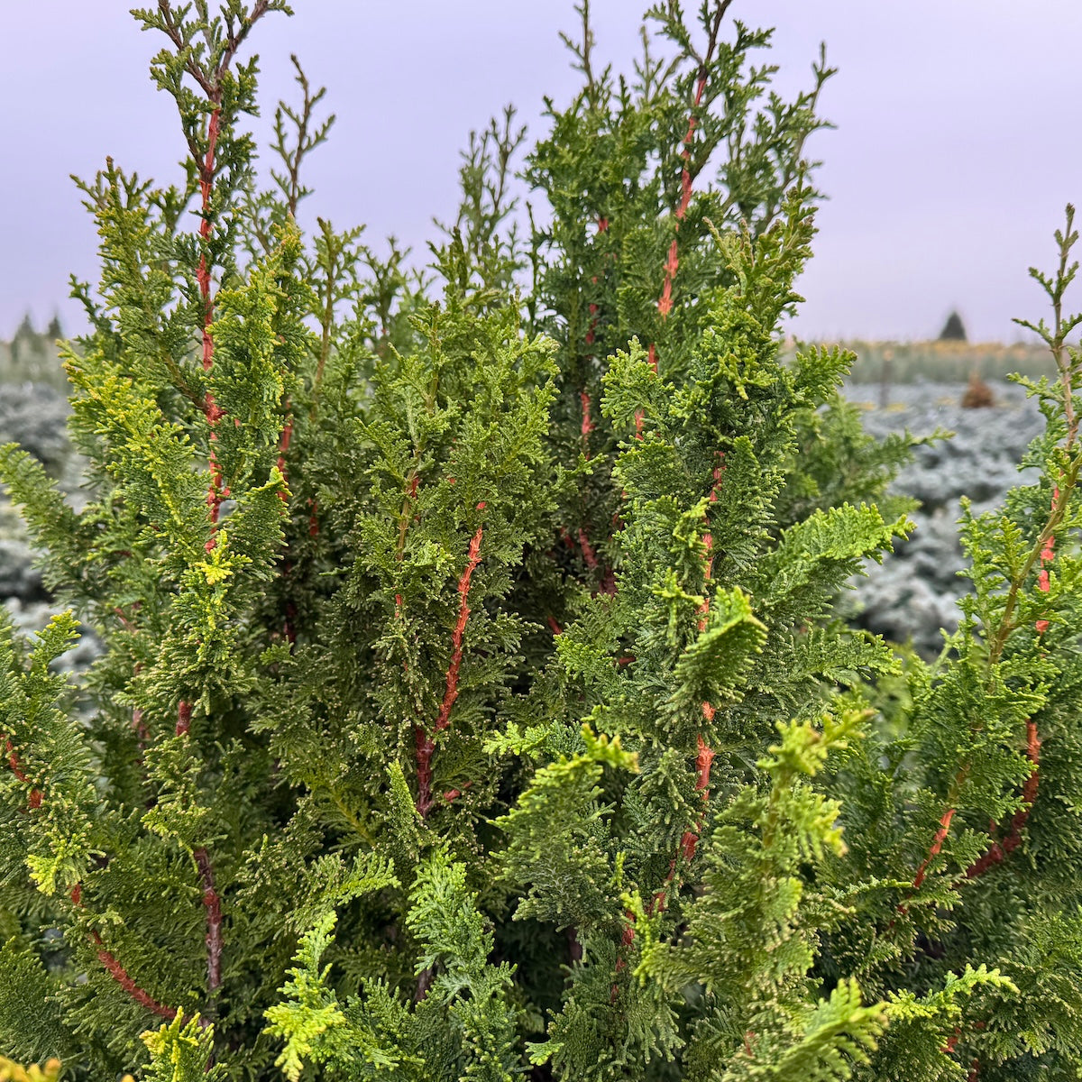 Chamaecyparis ob. 'Filicoides Compacta'