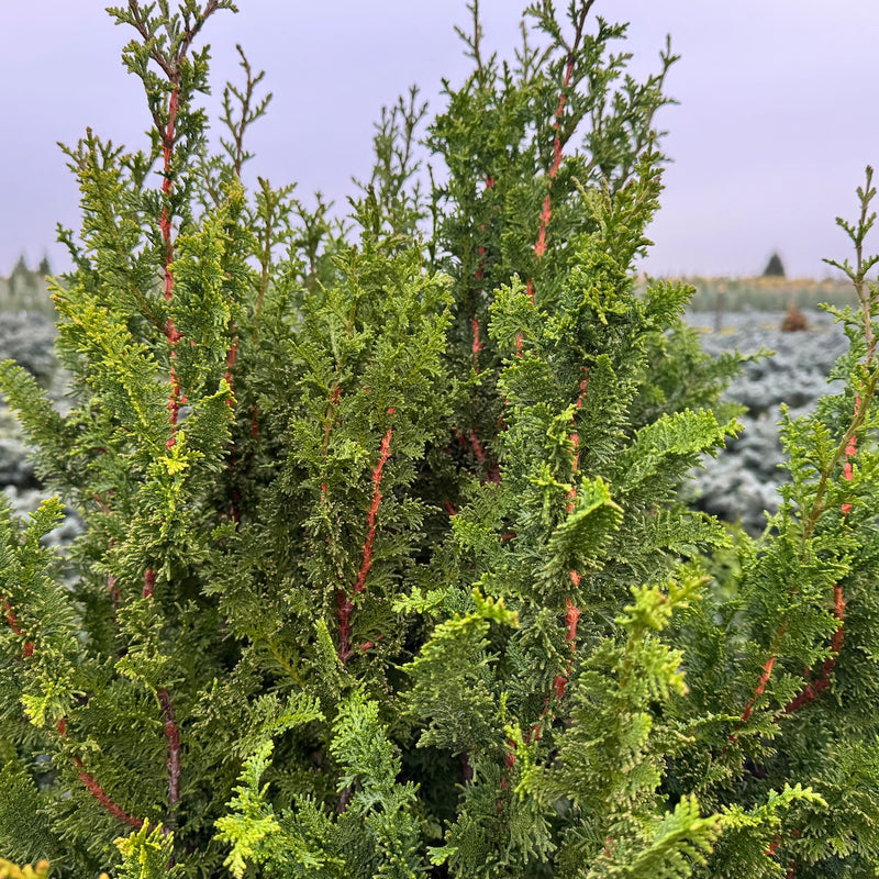 Chamaecyparis ob. 'Filicoides Compacta'