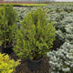 Chamaecyparis ob. 'Filicoides Compacta'