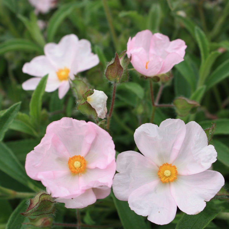 Cistus skanbergii (pink)