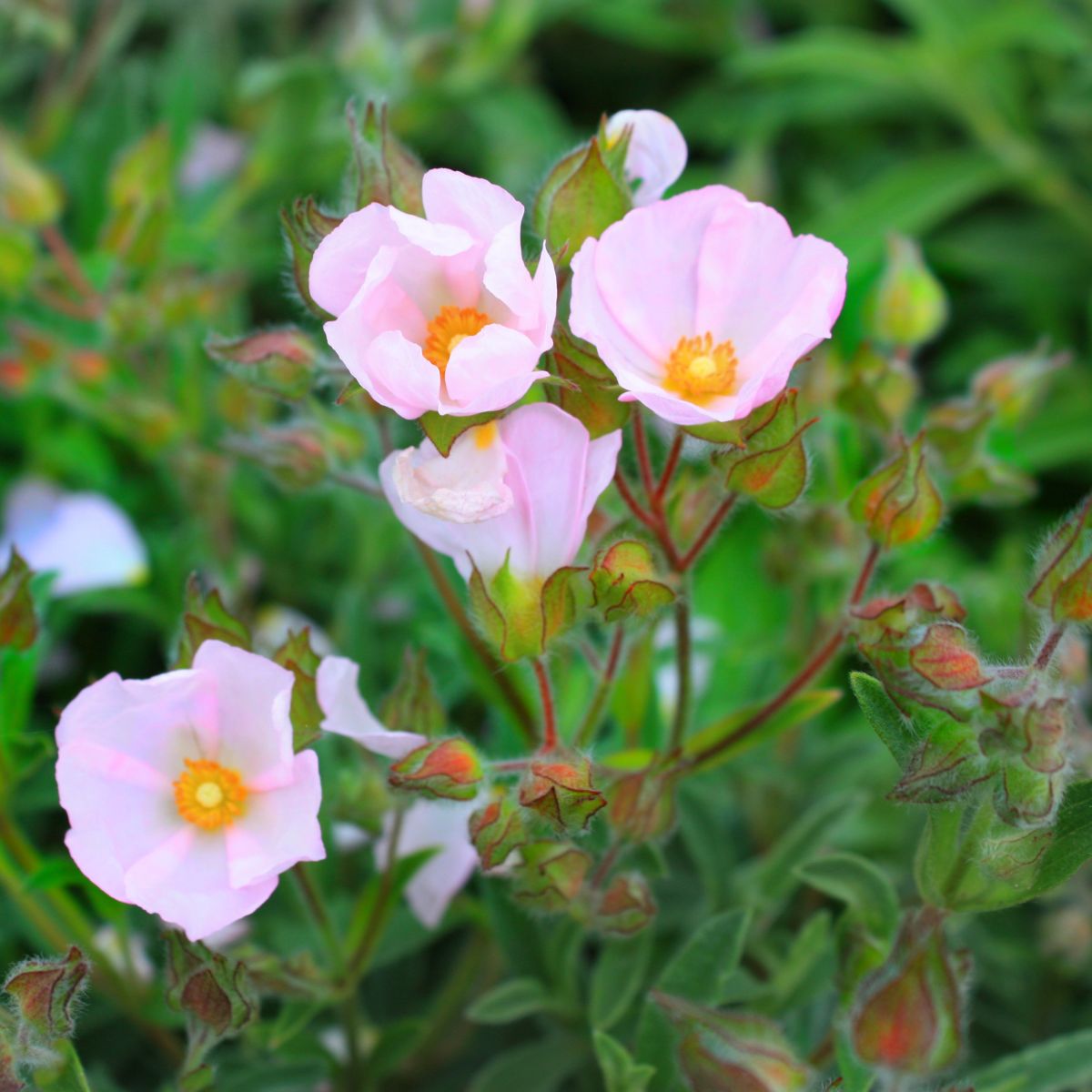 Cistus skanbergii (pink)