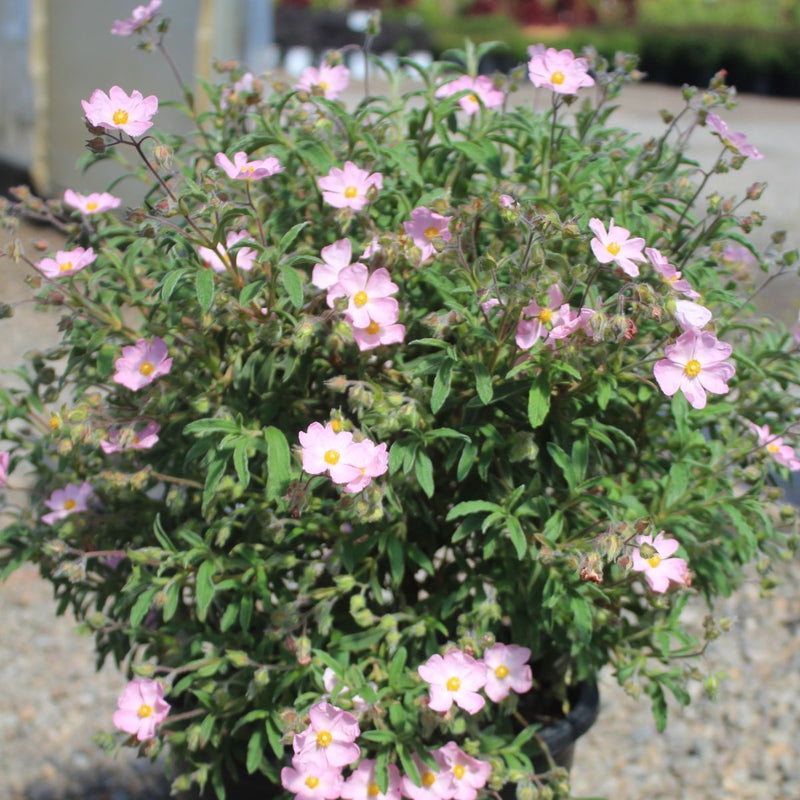 Cistus skanbergii (pink)