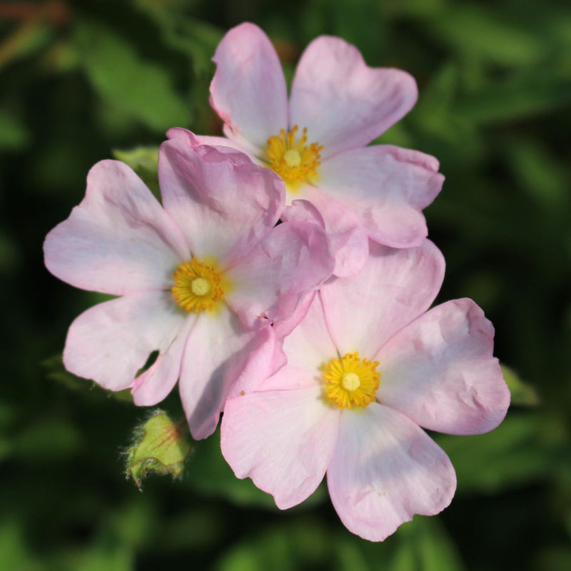 Cistus skanbergii (pink)