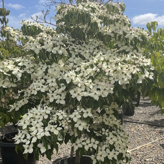 Flowering Trees – Page 3 – Loen's garden center