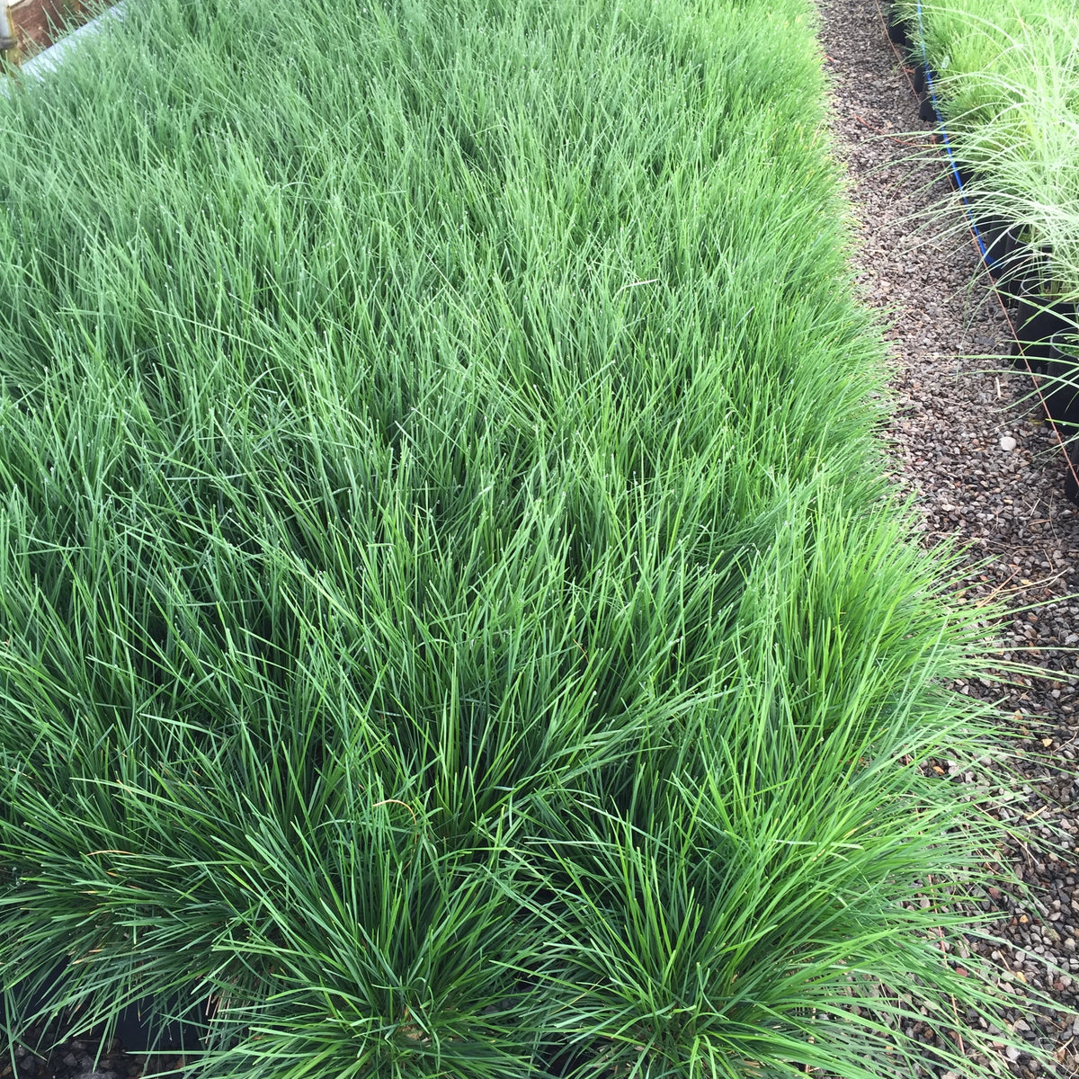 Grass, Deschampsia c. 'Bronzeschlier'