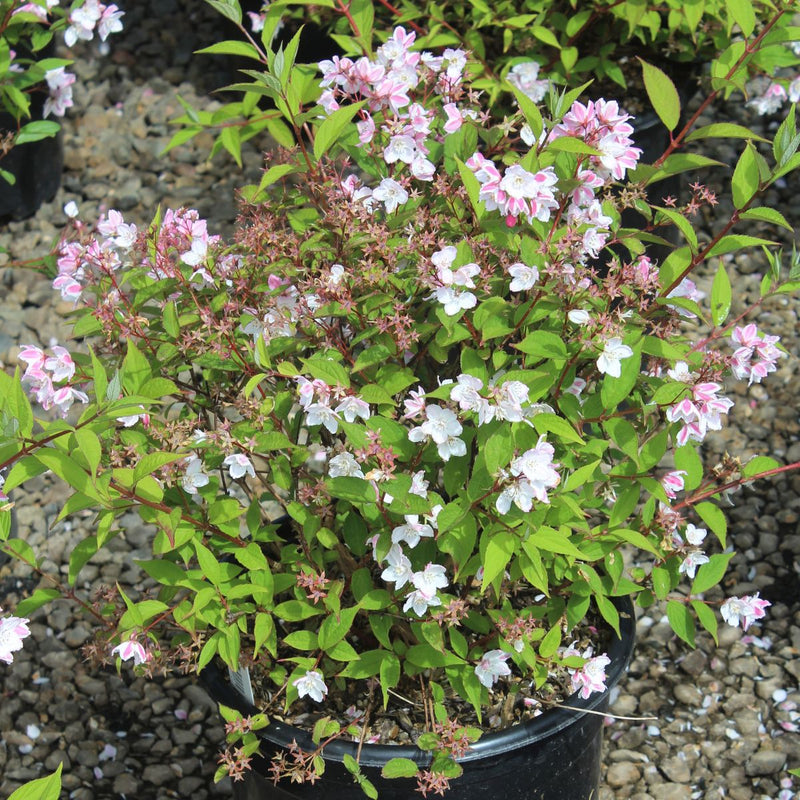 Deutzia x kalmiiflora (blush pink)
