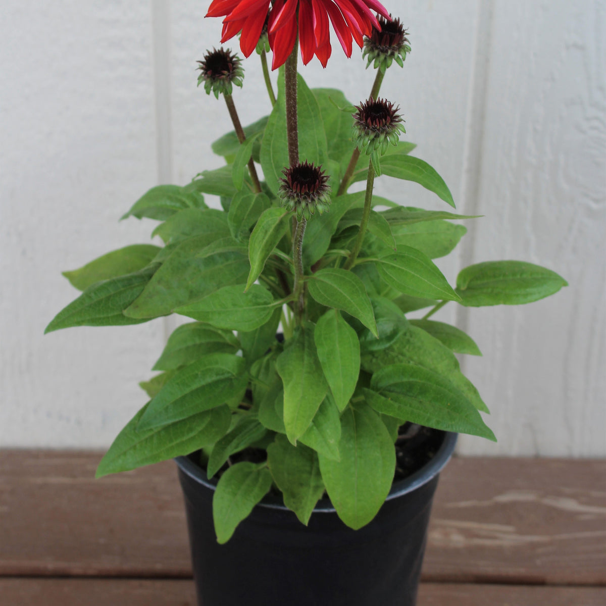 Echinacea p. SOMBRERO® 'Sangrita' PP30138 (orange/red)
