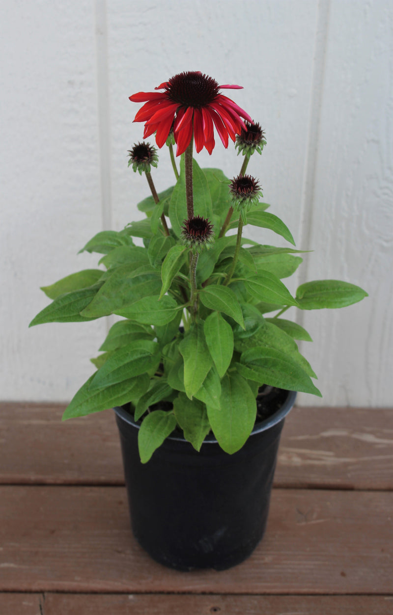 Echinacea p. SOMBRERO® 'Sangrita' PP30138 (orange/red)