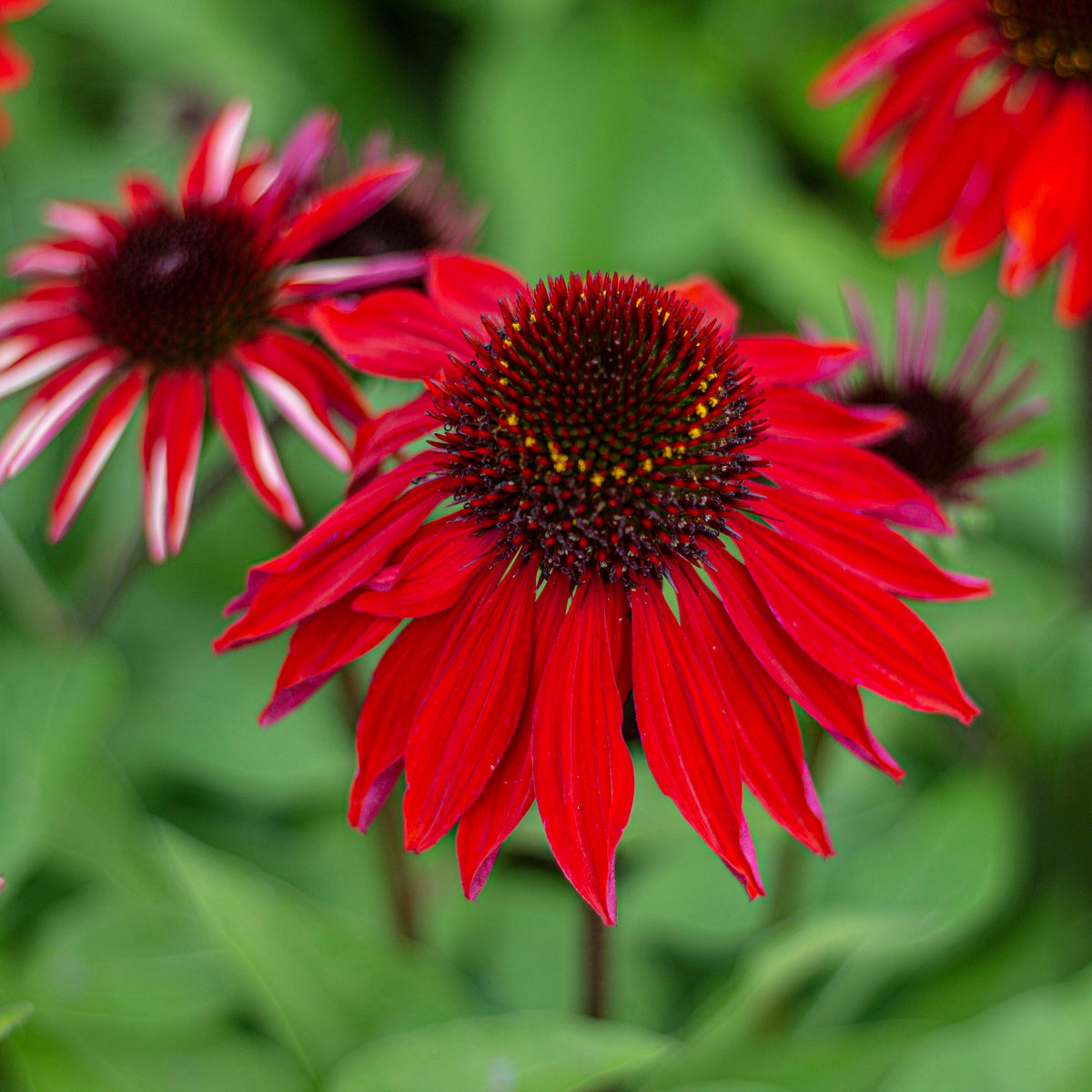 Echinacea p. SOMBRERO® 'Sangrita' PP30138 (orange/red)