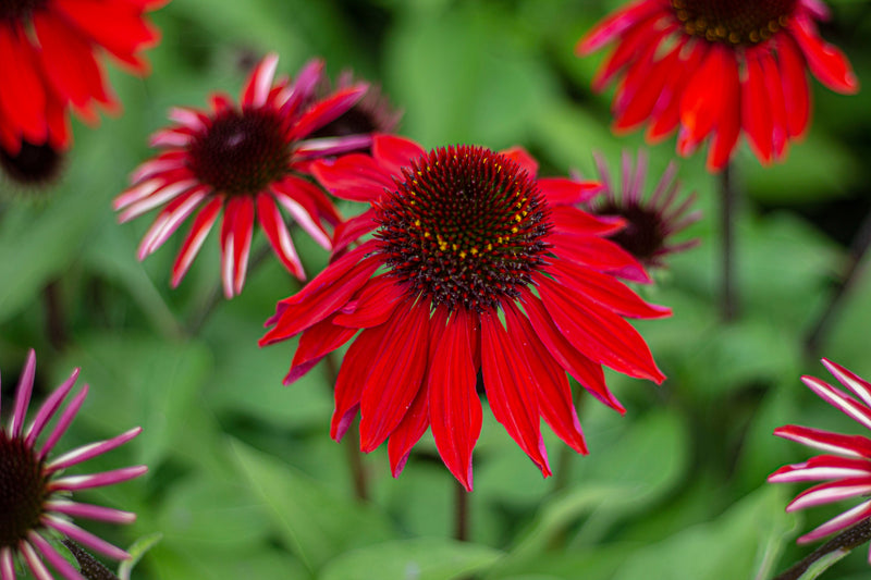 Echinacea p. SOMBRERO® 'Sangrita' PP30138 (orange/red)