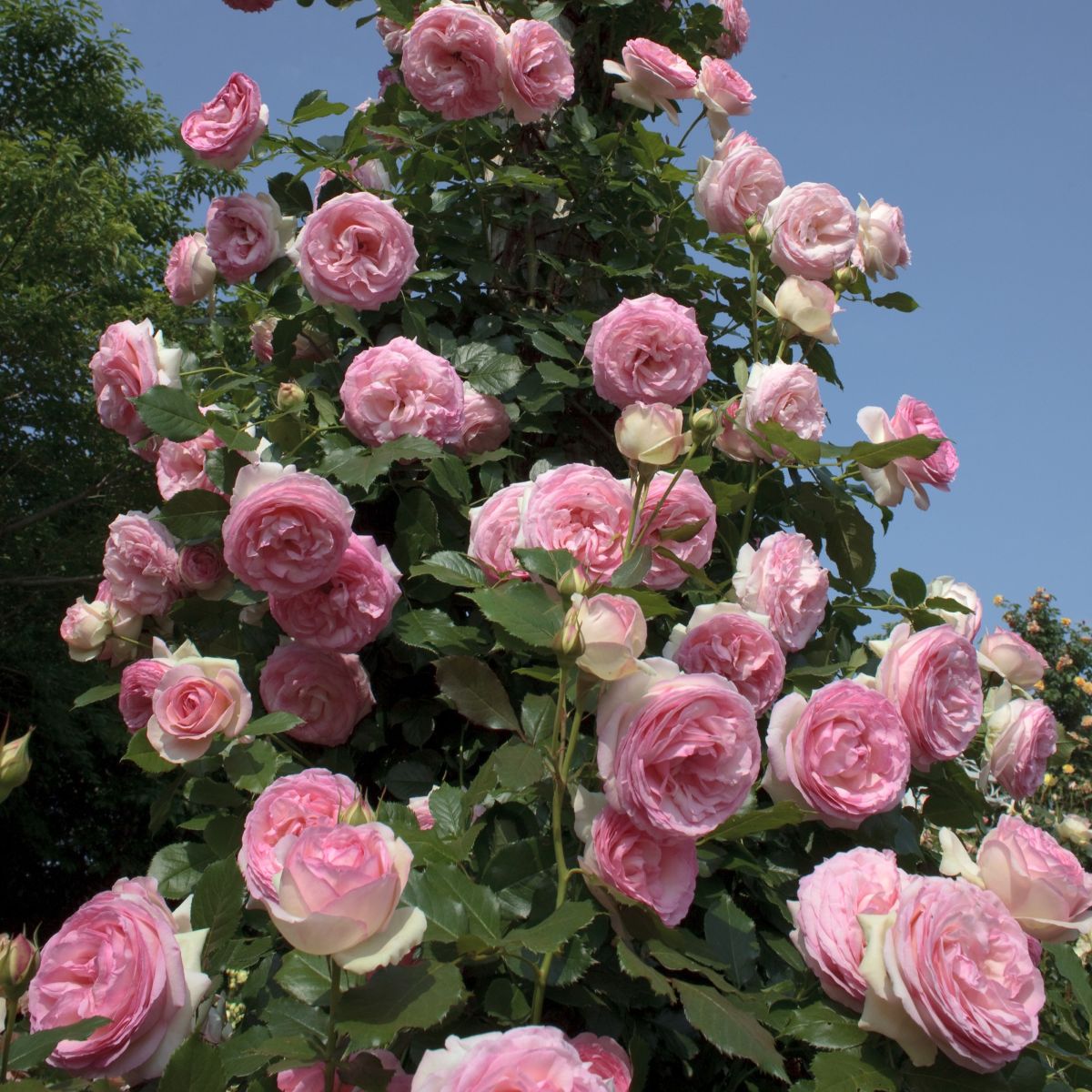 Rosa climb. EDEN CLIMBER® (cream/pink)