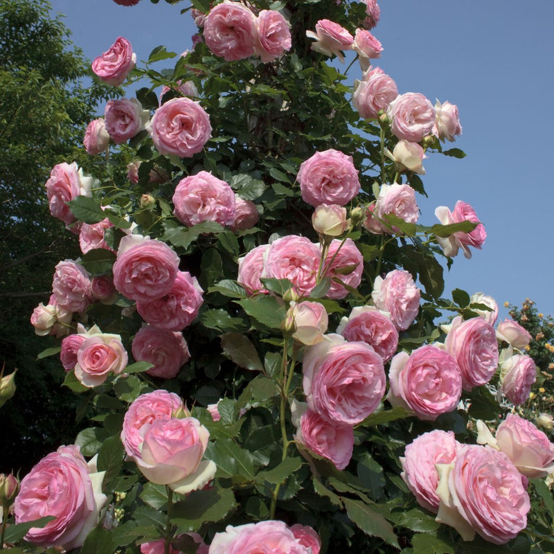 Rosa climb. EDEN CLIMBER® (cream/pink)