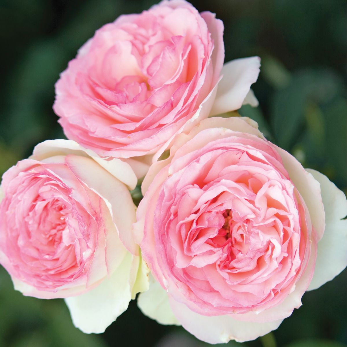 Rosa climb. EDEN CLIMBER® (cream/pink)