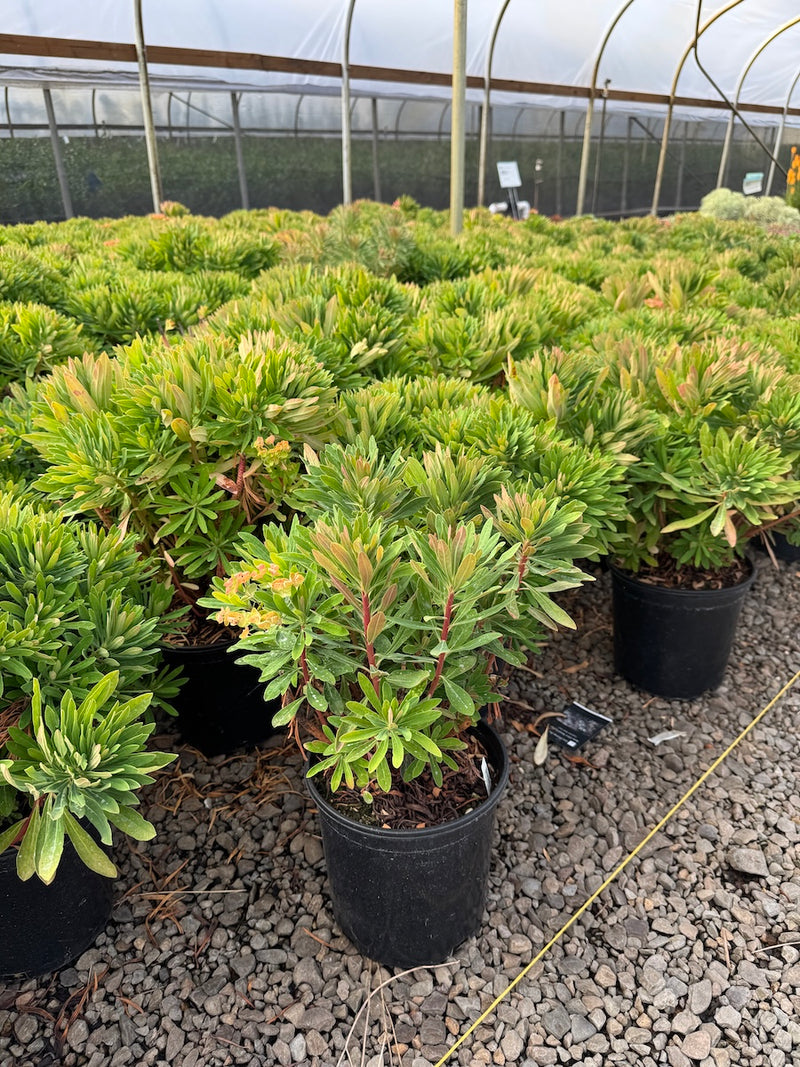 Euphorbia x martinii 'Rudolph'