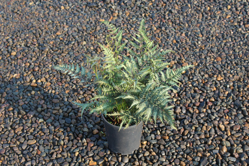 Fern, Athyrium niponicum 'Metallicum'