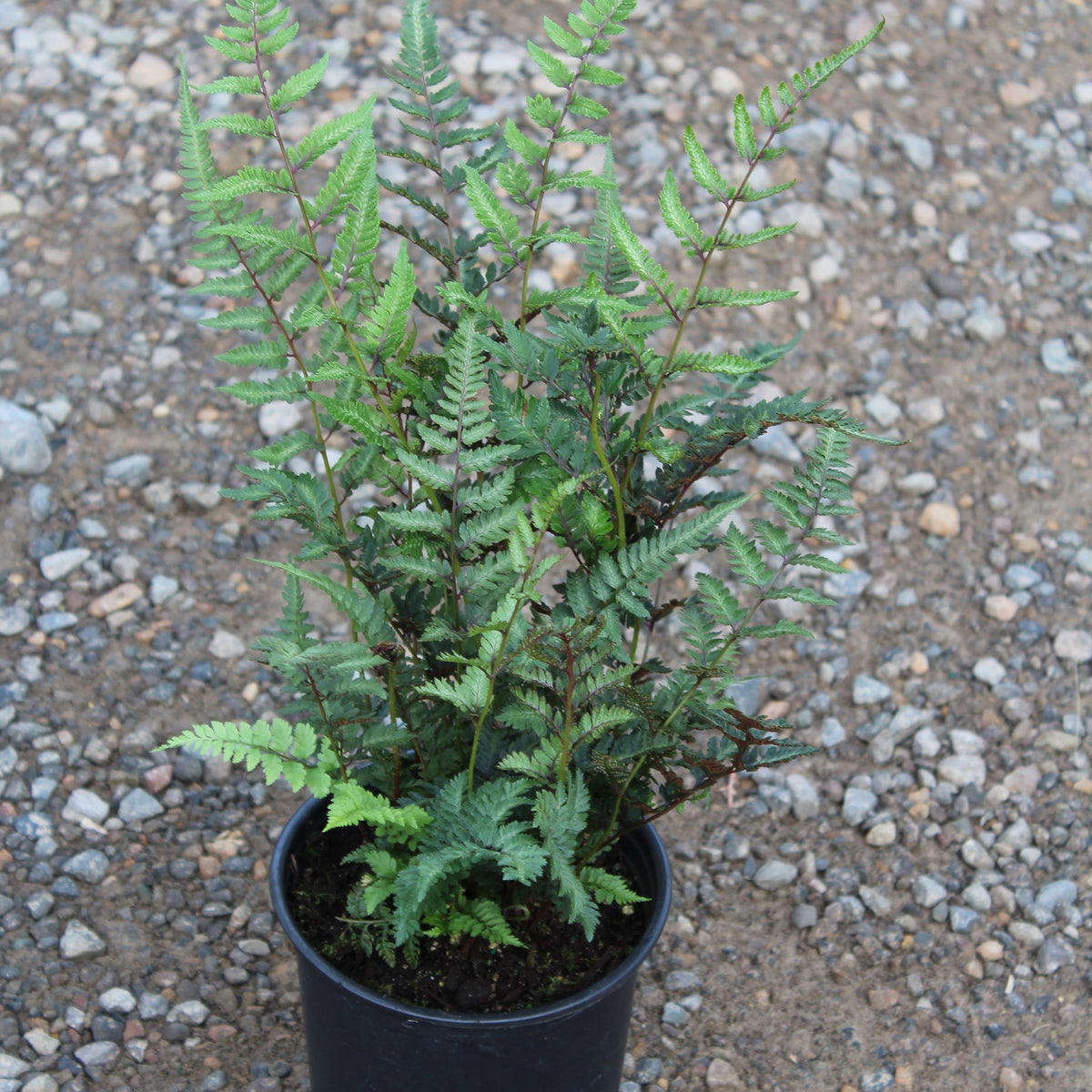 Fern, Athyrium niponicum 'Red Beauty'