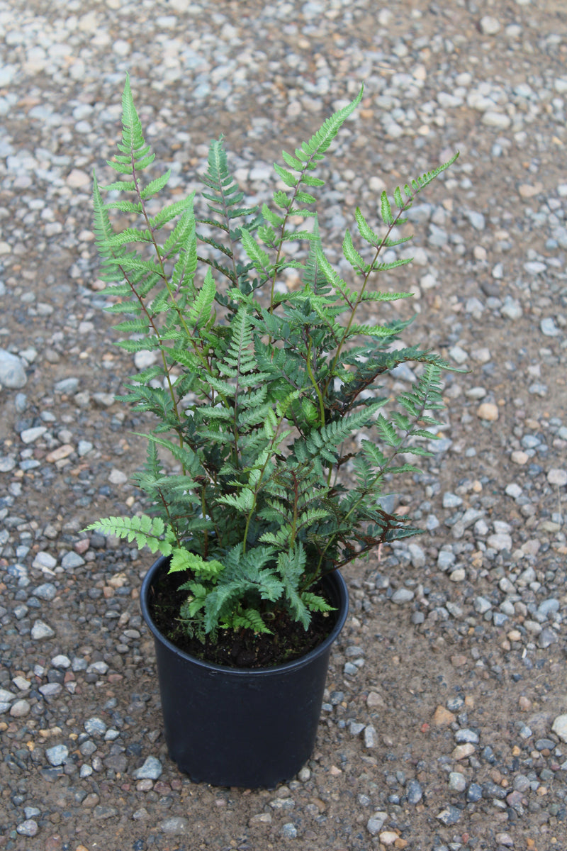 Fern, Athyrium niponicum 'Red Beauty'