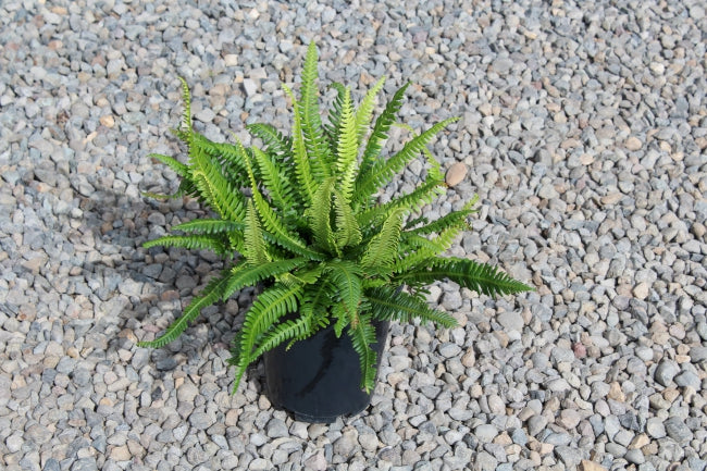 Fern, Blechnum spicant - Deer
