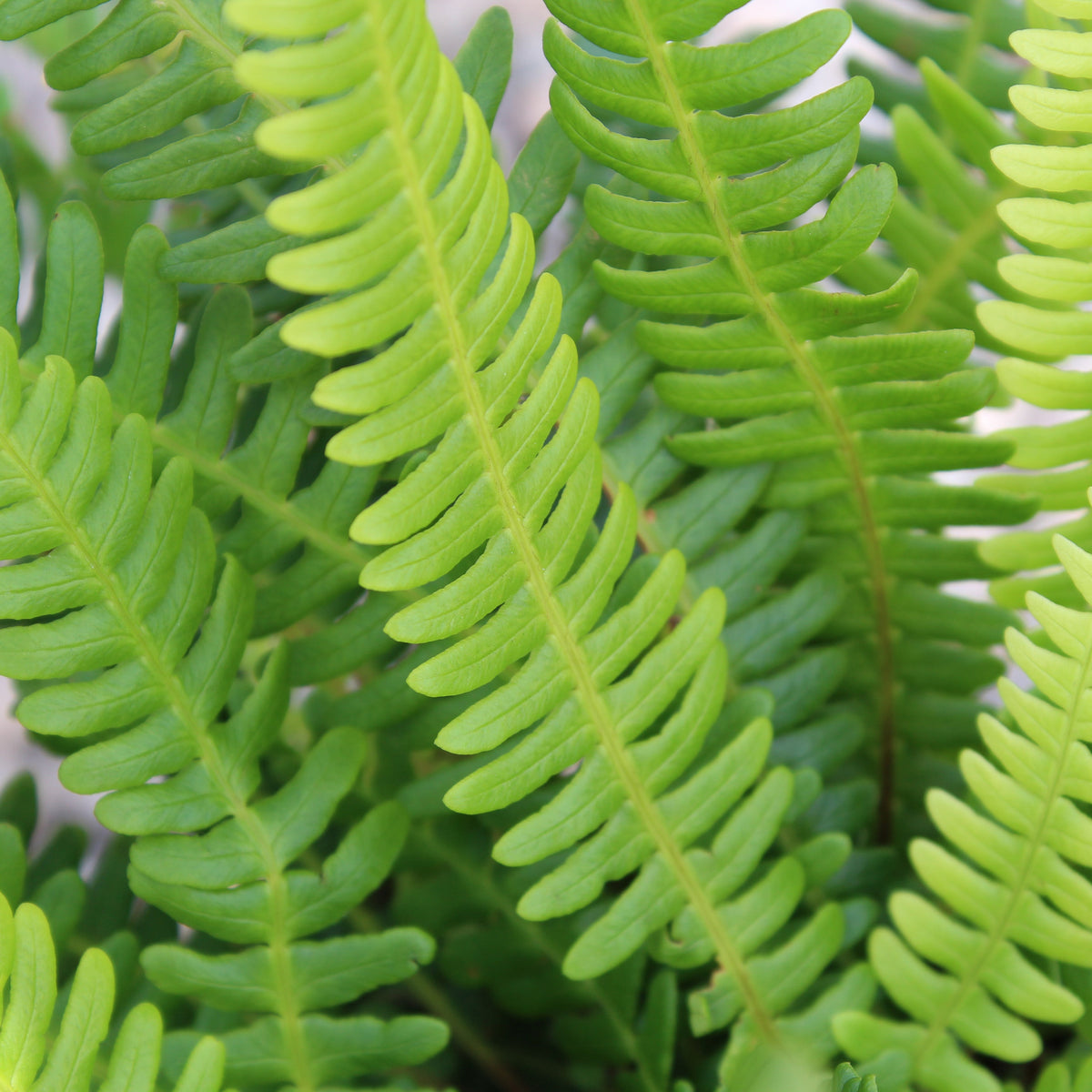 Fern, Blechnum spicant - Deer