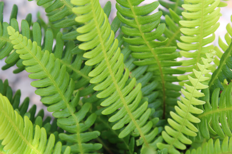 Fern, Blechnum spicant - Deer
