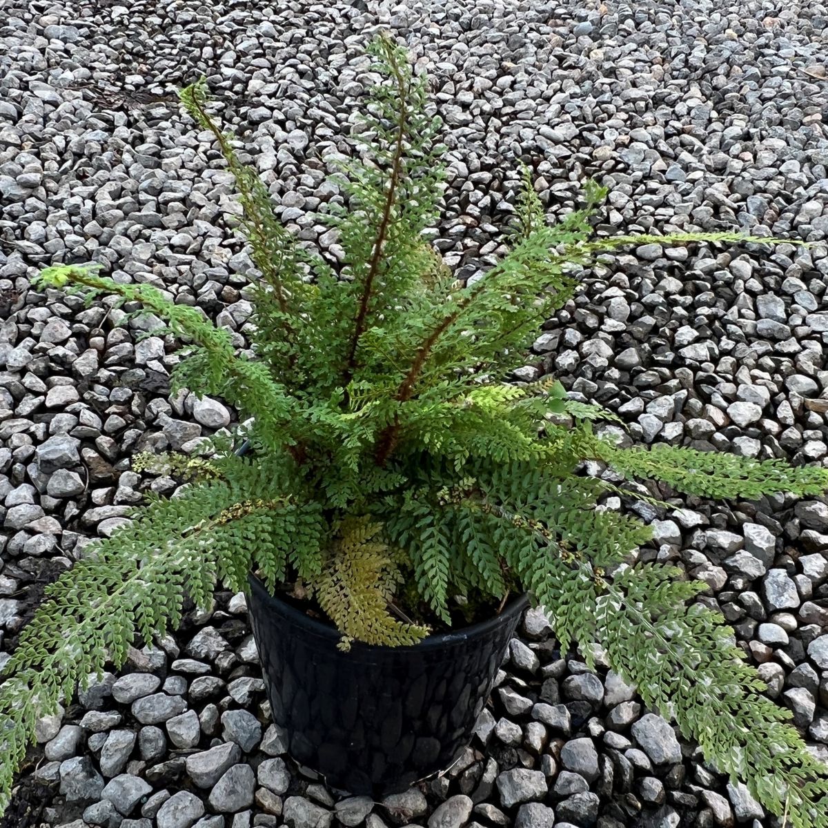 Fern, Polystichum setiferum 'Divisilobum'