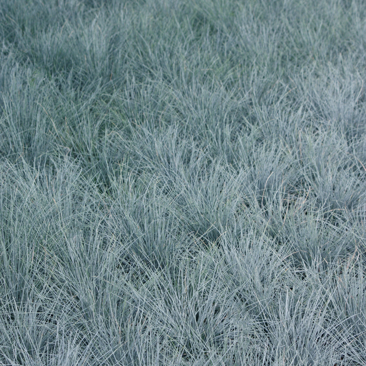 Grass, Festuca o. g. 'Elijah Blue'