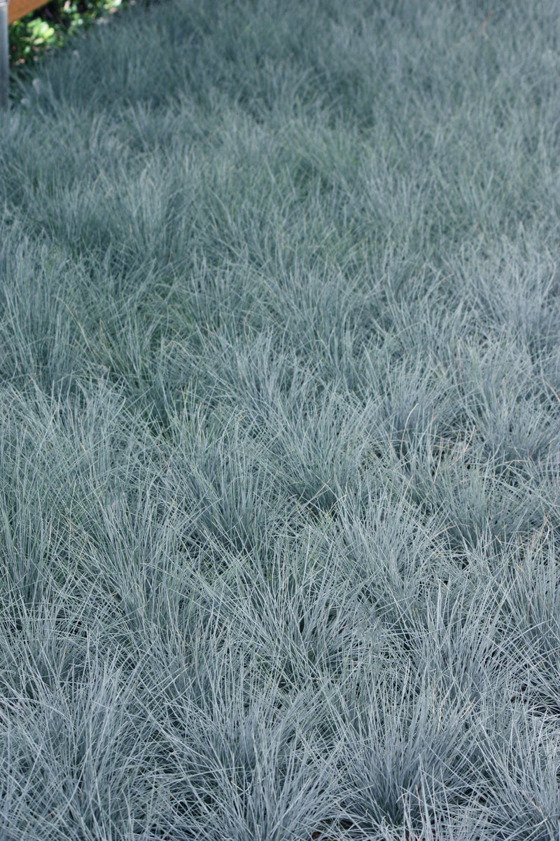 Grass, Festuca o. g. 'Elijah Blue'
