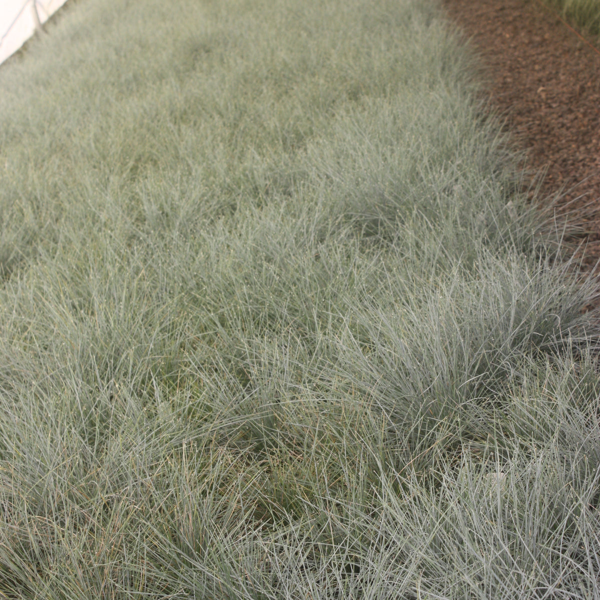Grass, Festuca o. g. 'Elijah Blue'