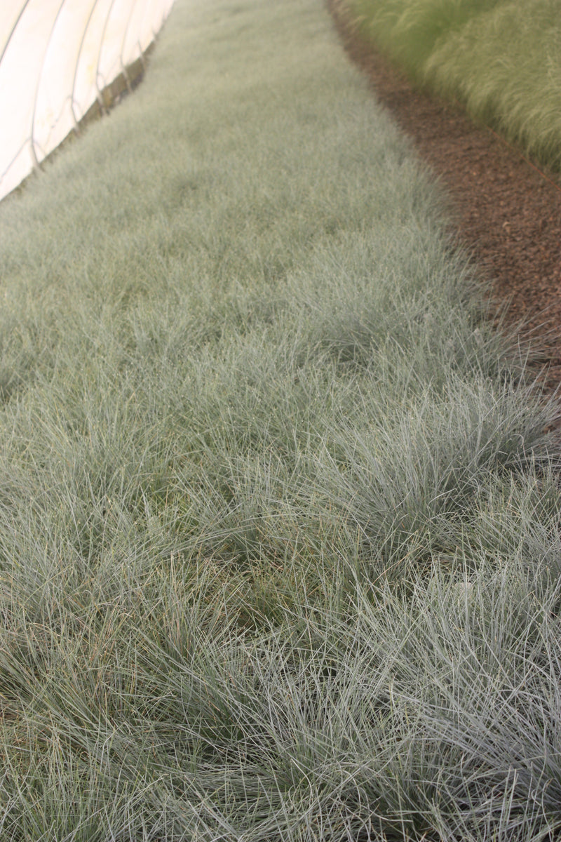 Grass, Festuca o. g. 'Elijah Blue'