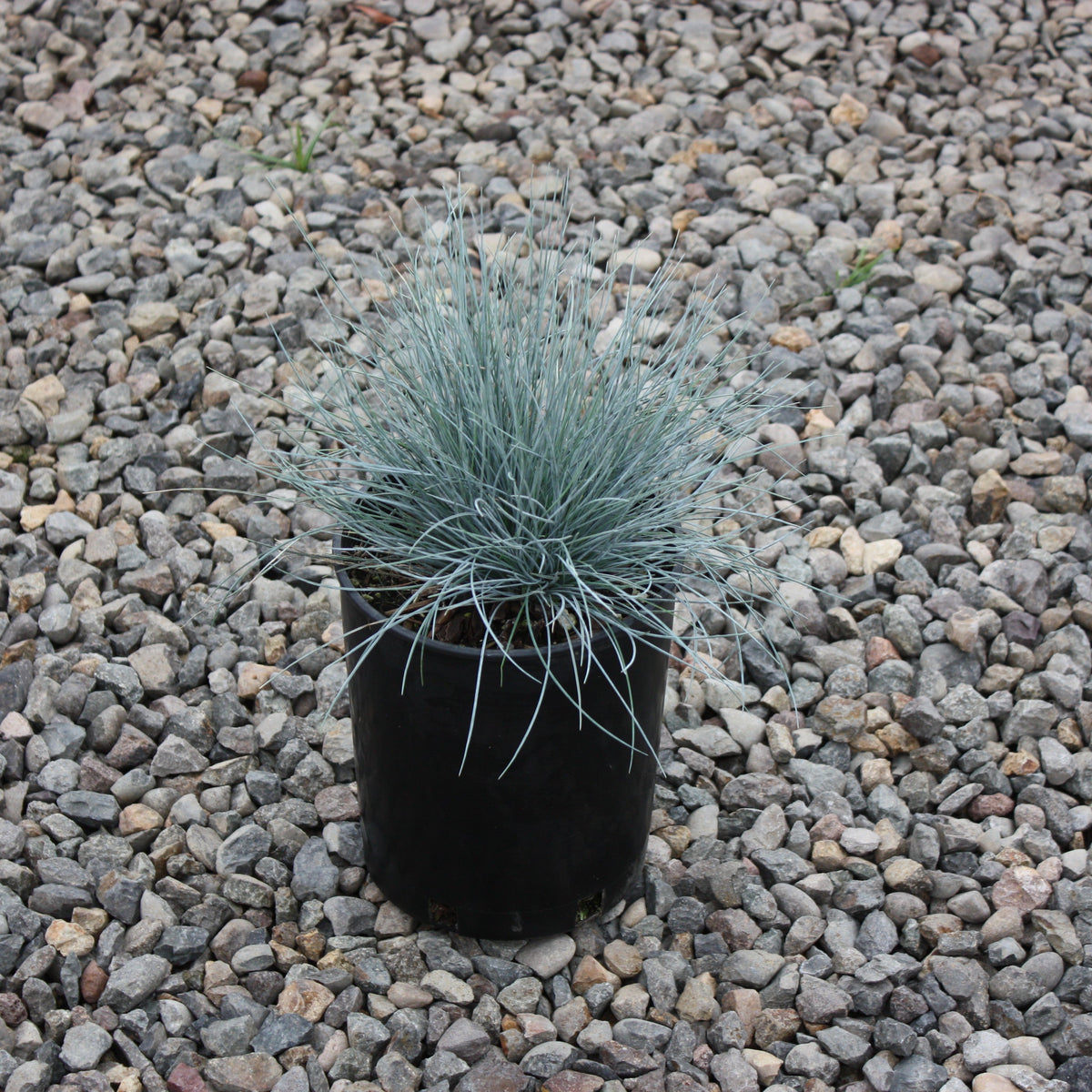 Grass, Festuca o. g. 'Elijah Blue'